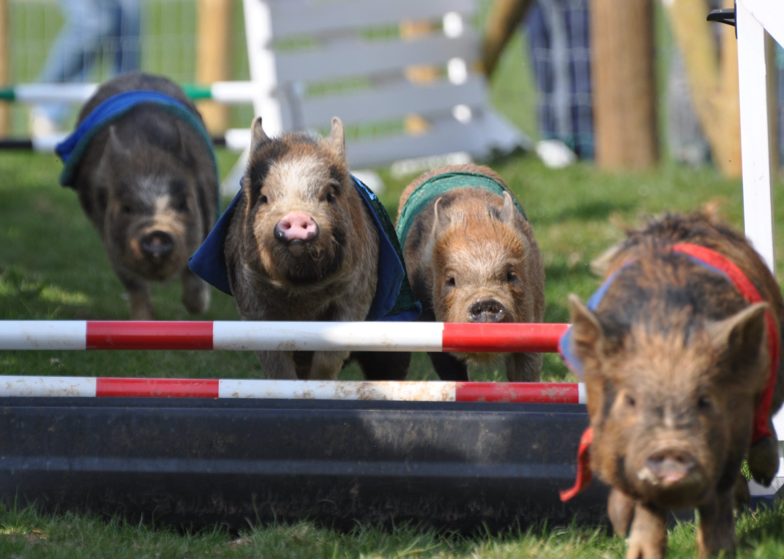 Pennywell Farm